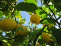 Lemon tree